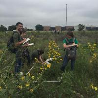 Students at work in the pollinative prairie