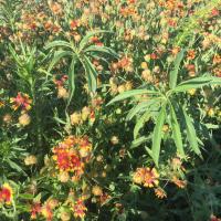 Bright yellow and red plants from the pollinative prairie 