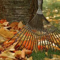 rake leaned against a tree with fall leaves on the ground