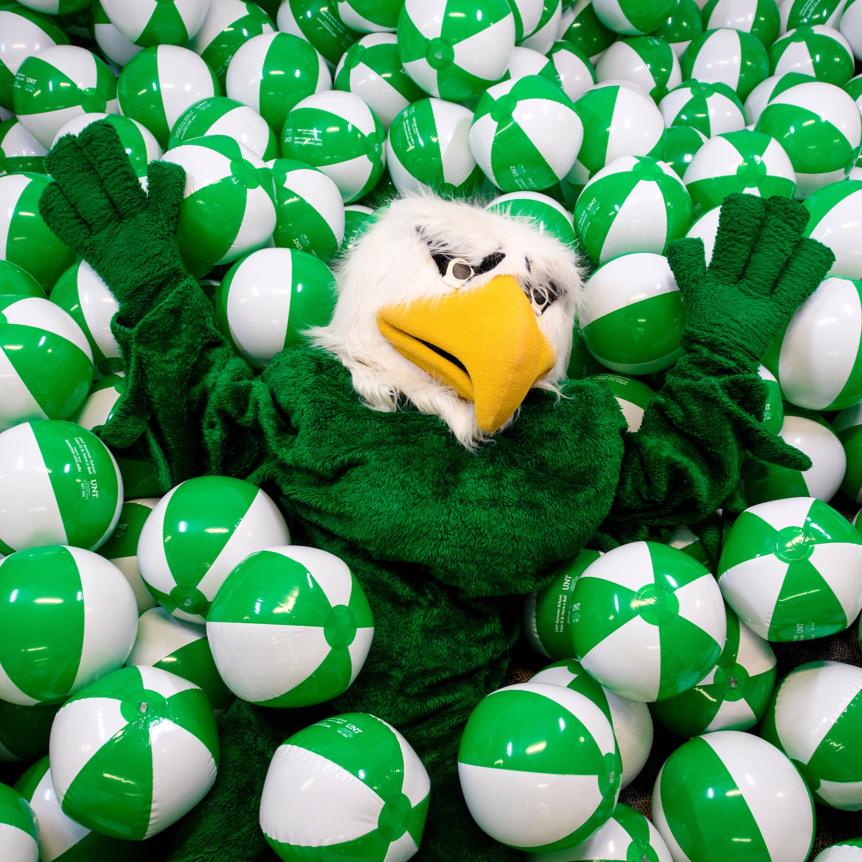 Scrappy The Eagle Laying In a Pool of Beachballs