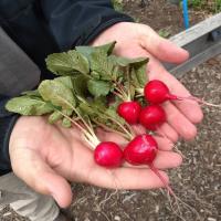 Red radishes in gardener's hands