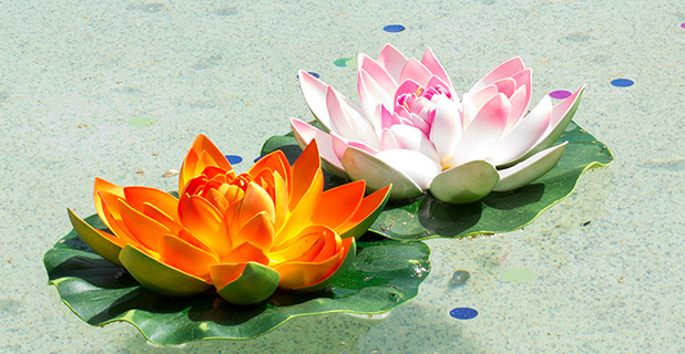Lotus flowers in memorial pool