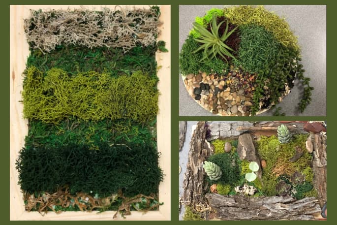 Image of moss walls