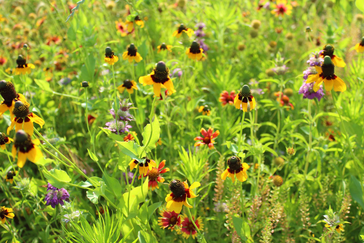 image of native flowers in the prairie 