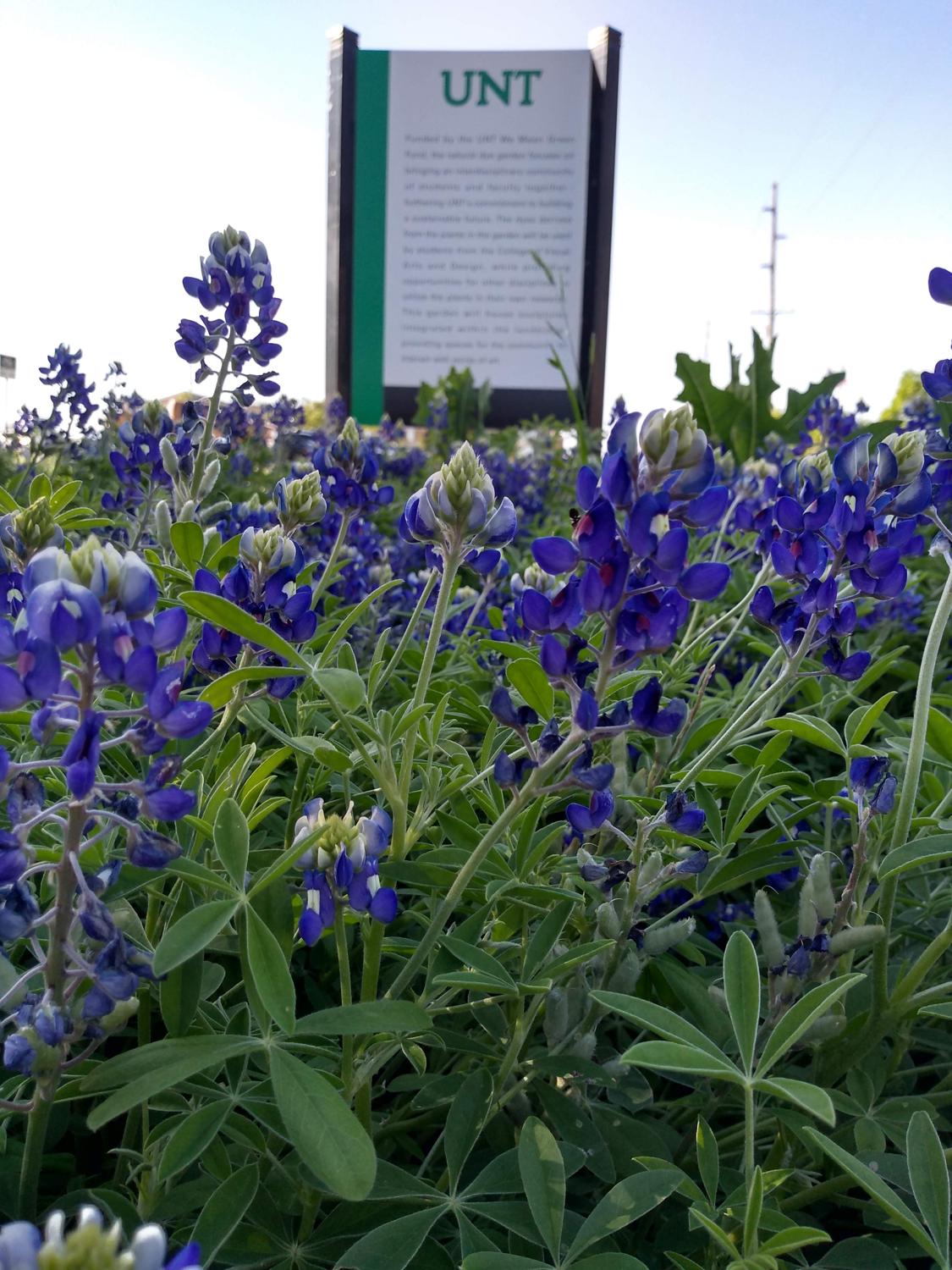The Natural Dye Garden sign surrounded by bluebonnets