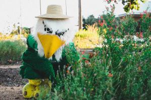 Scrappy is doing yard work with a sunhat to keep that sun out of his face.