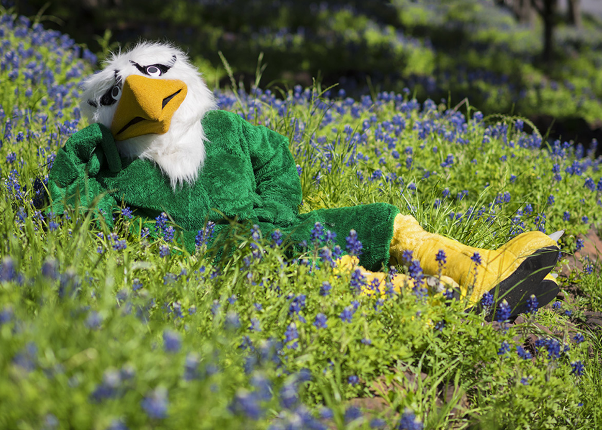 Scrappy the Eagle mascot in a field of flowers.